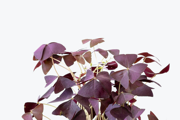 How to Take Care of Your Oxalis | Plant Care Tips - JOMO Studio