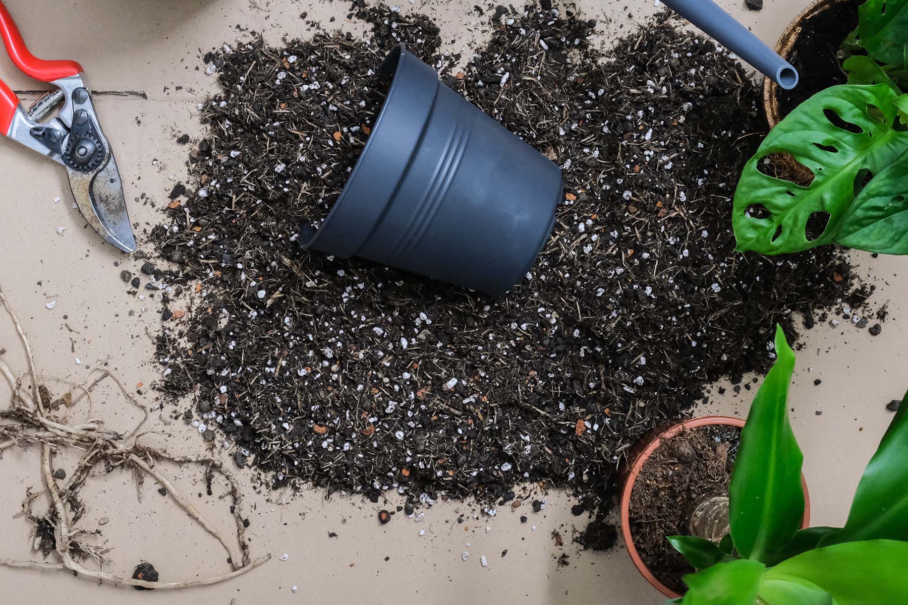 A Step-By-Step Guide To Repotting Your Plants: When, Why, and How  | Plant Care and Tips - JOMO Studio