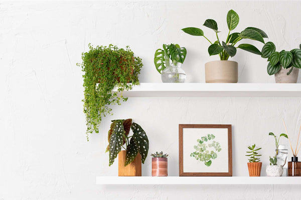 How to Create an Indoor Garden in Small Spaces | Plant Care Tips - JOMO Studio