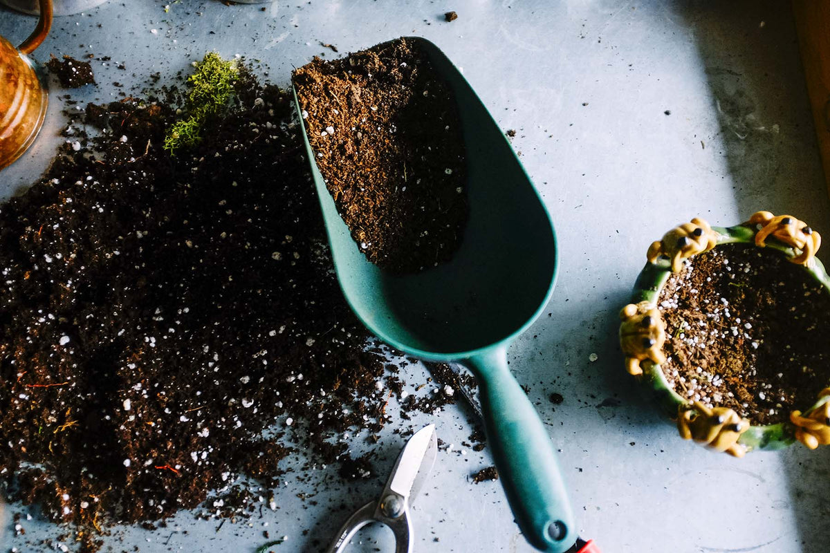 Houseplant 101: The Indoor Gardener's Guide to Soil - JOMO Studio