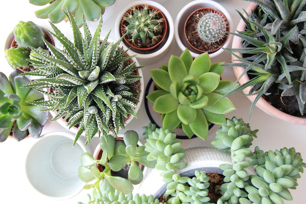 How to Take Care of Your Succulents & Cacti | Plant Care Tips - JOMO Studio