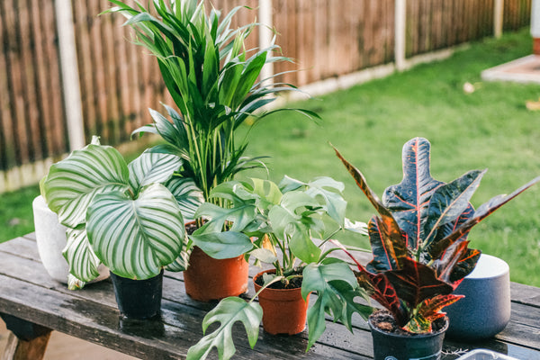 How to Transition Your Plants Outdoors for the Summer - JOMO Studio