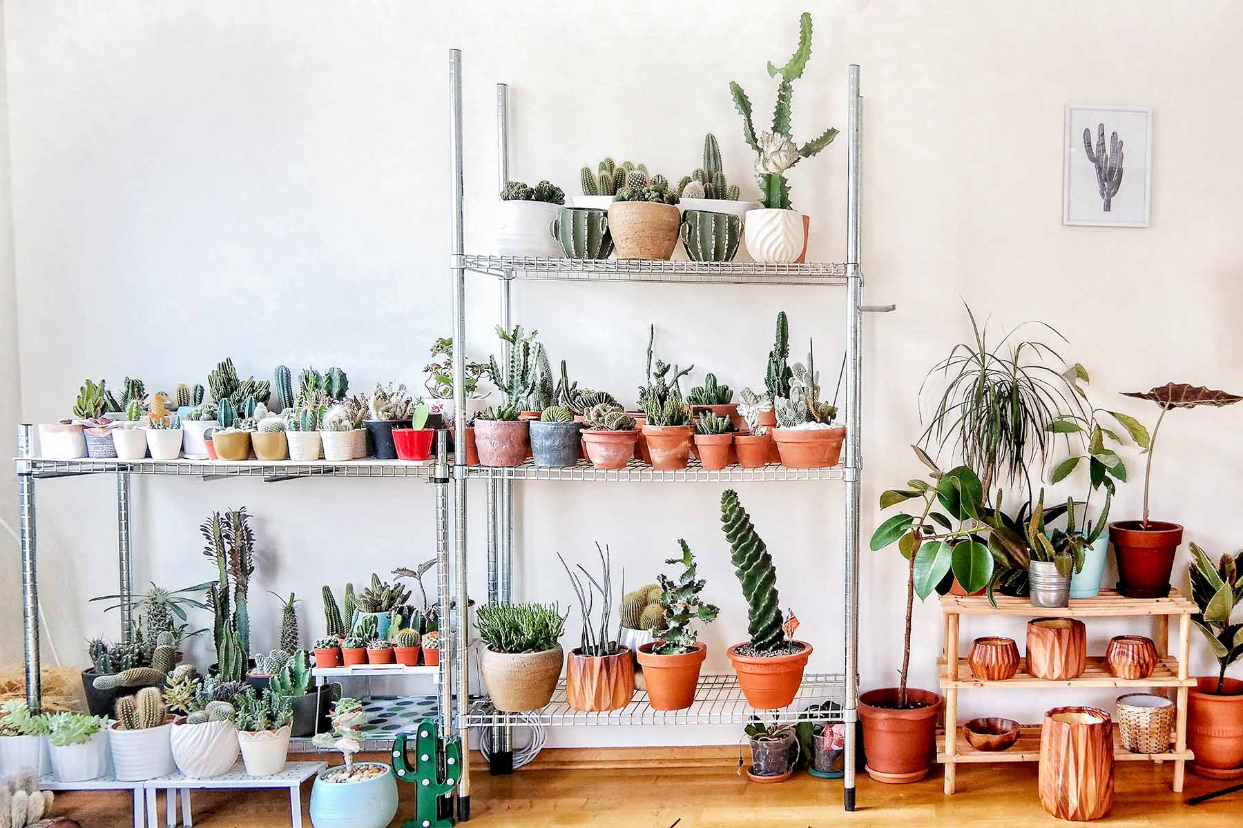 When & How to Transition Your Plants Back Indoors  - JOMO Studio