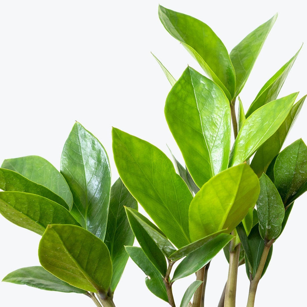 How to Take Care of Your ZZ Plant | Plant Care and Tips - JOMO Studio