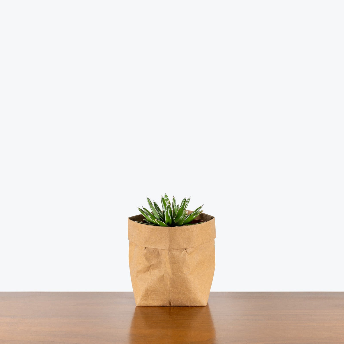 Agave Victoriae-Reginae on a wooden table — Agave Plants at JOMO Studio