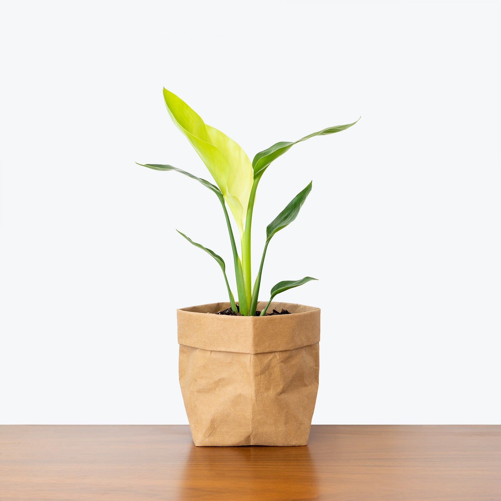 Bird of Paradise Plants