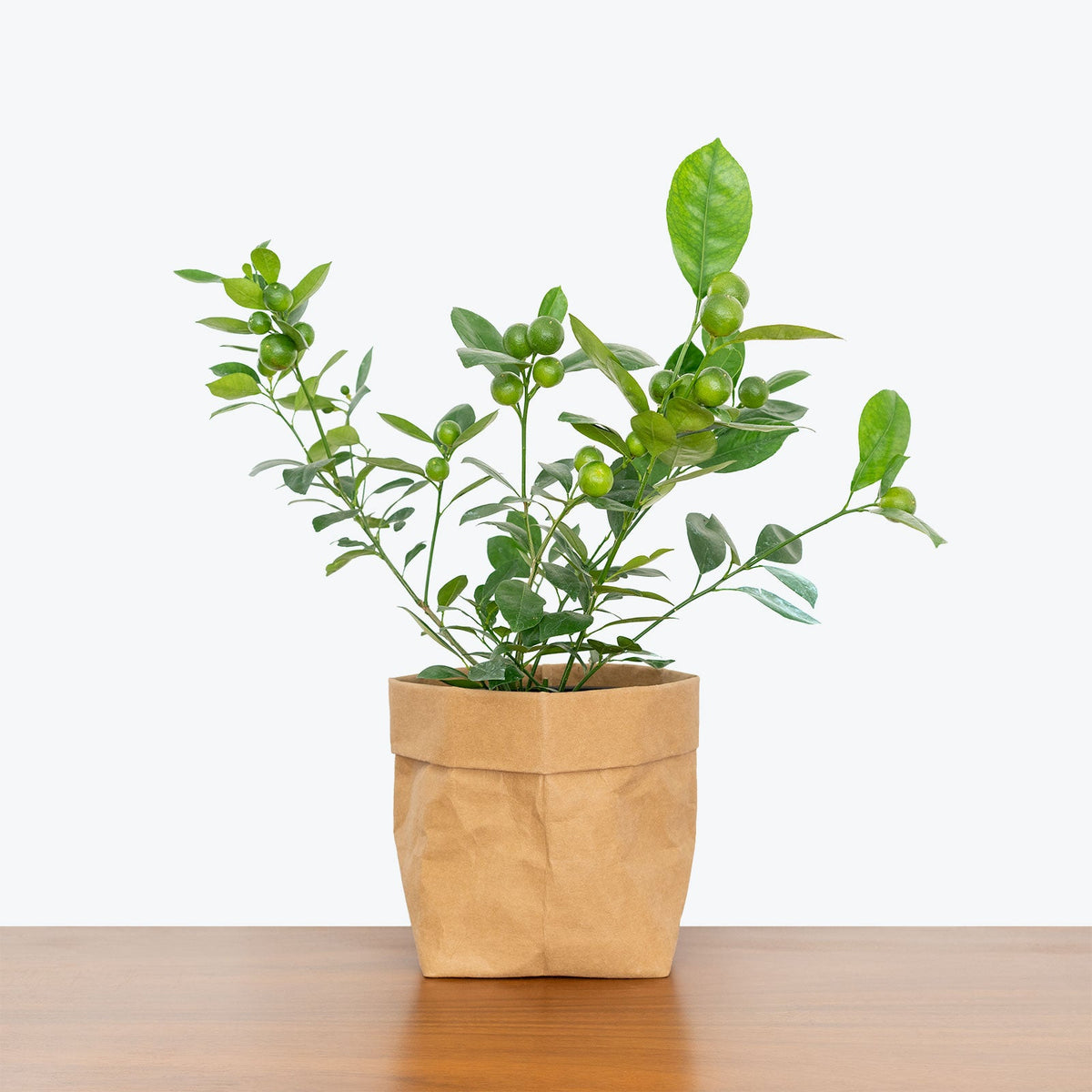 Calamondin Orange Tree on a wooden table — Citrus Trees at JOMO Studio