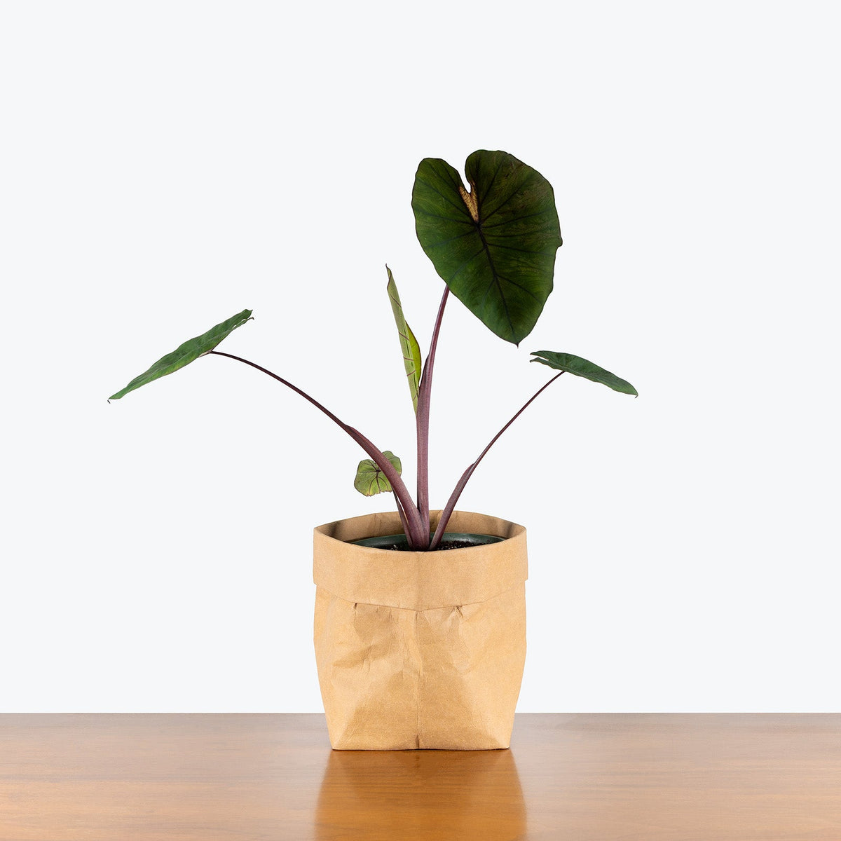 Colocasia Waikiki on a wooden table — Colocasia Plants at JOMO Studio