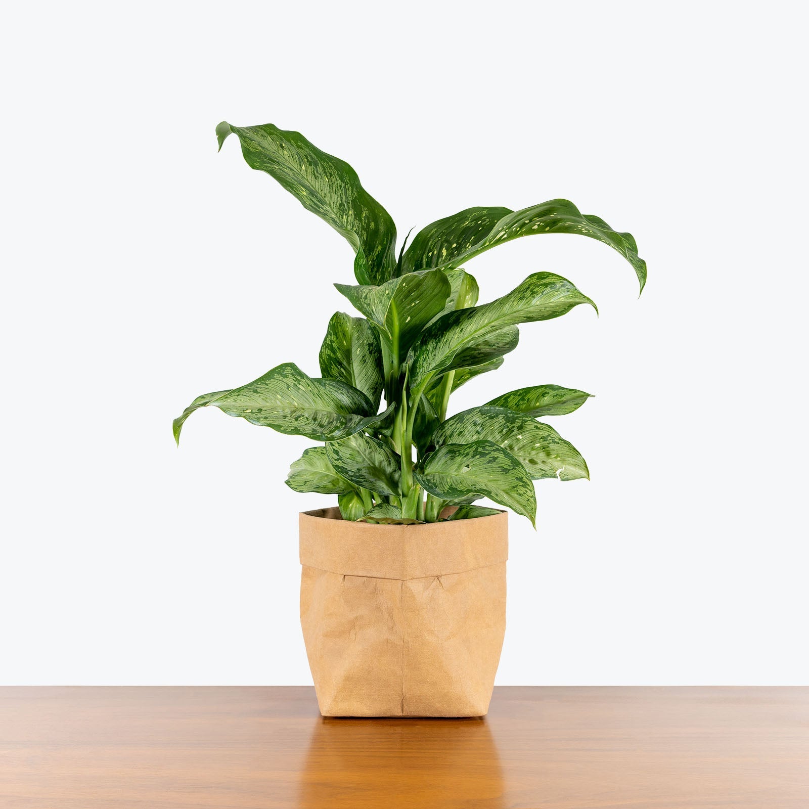 Dieffenbachia Plants for Sale | Vibrant Tropical Foliage | JOMO Studio
