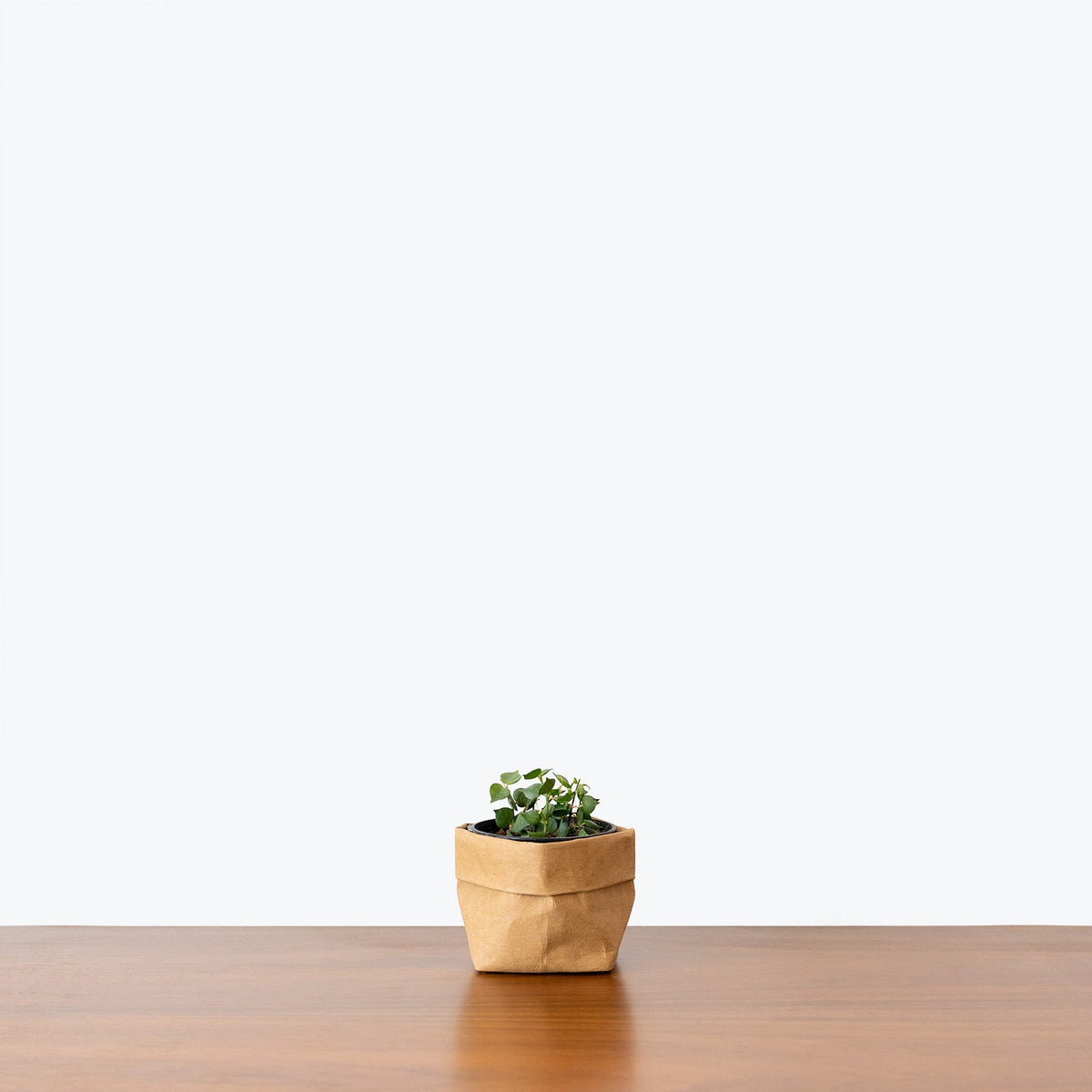 Dischidia Million Hearts on a wooden table — Dischidia Plants at JOMO Studio