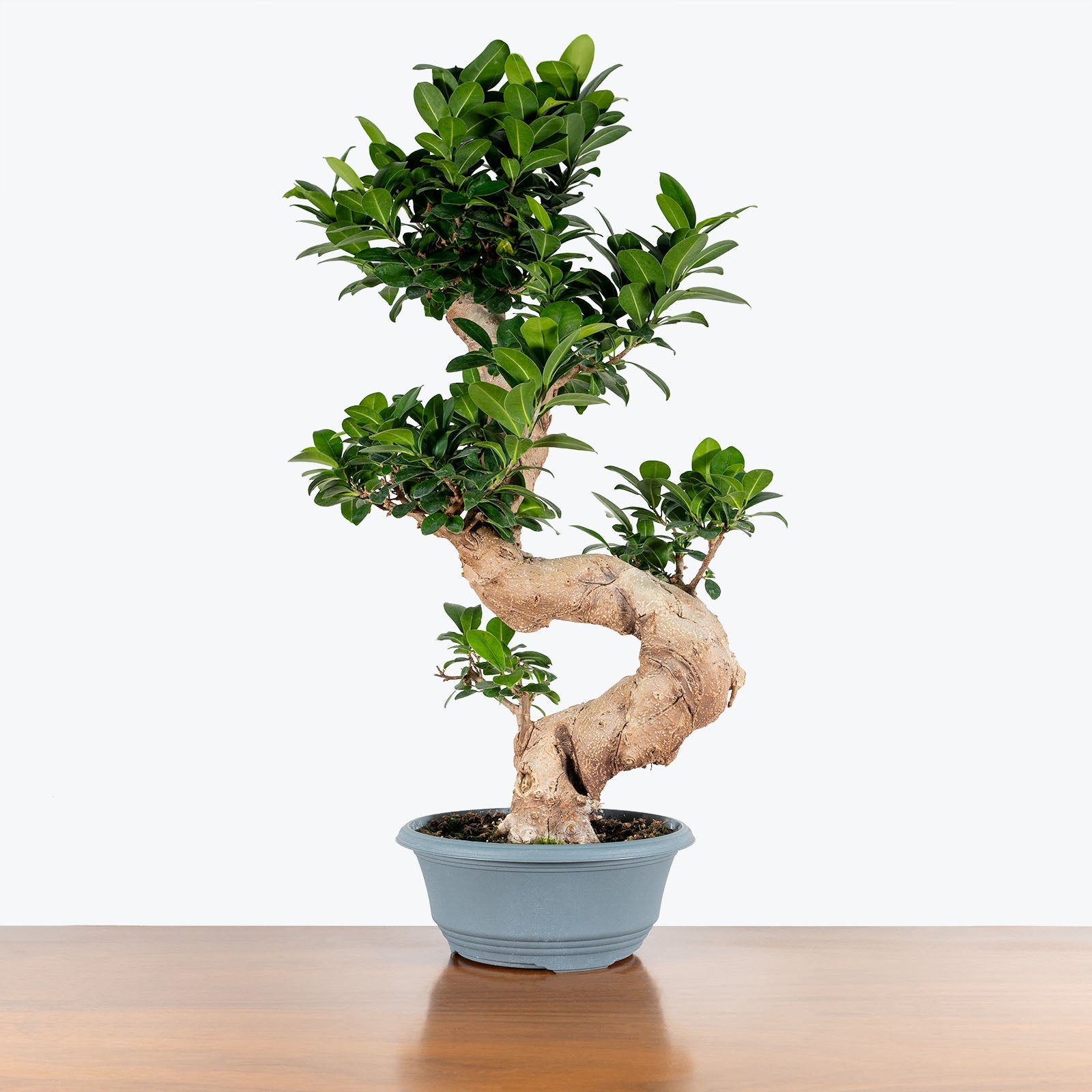 Bonsai Plants