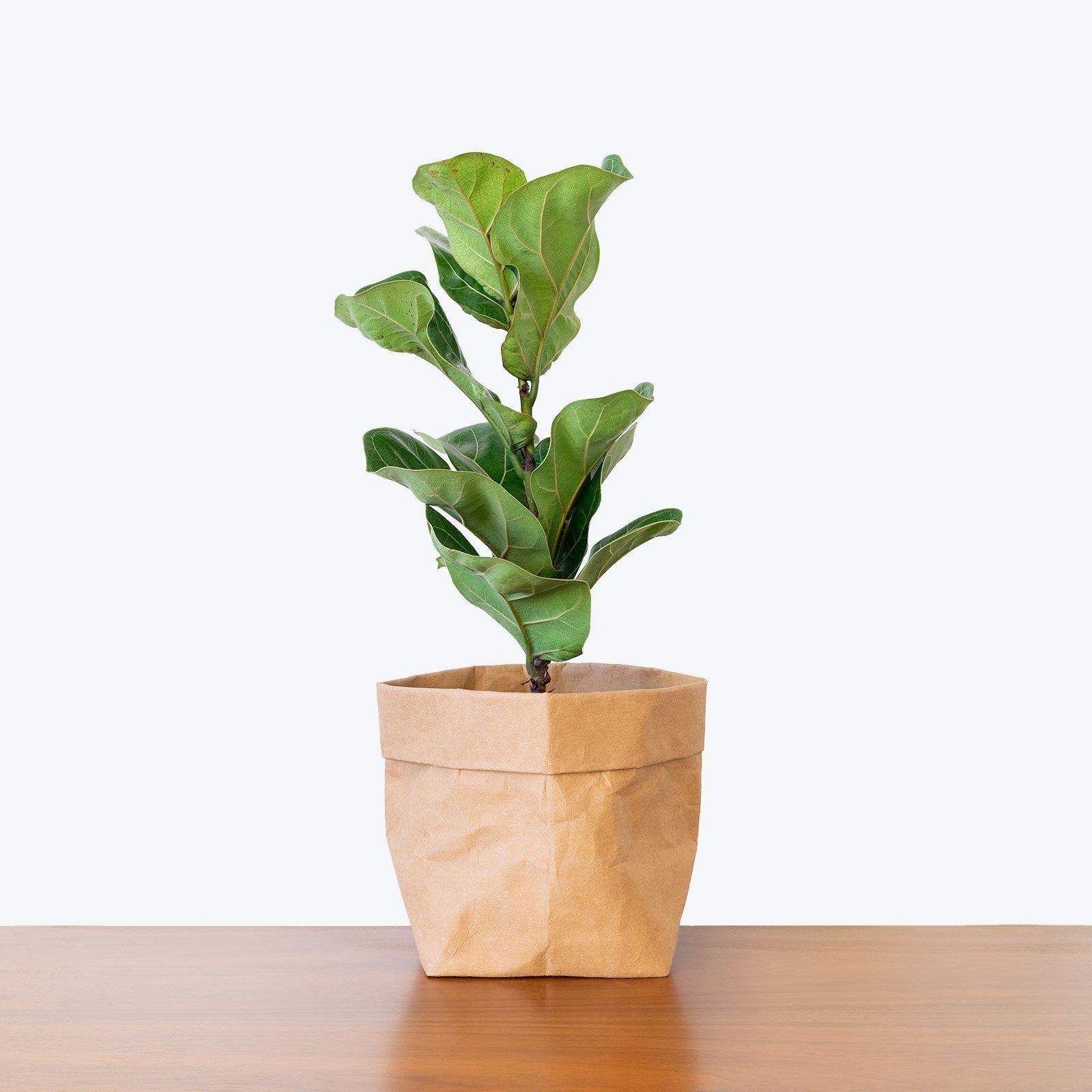 Ficus Plants for Sale | Versatile, Stylish Houseplants | JOMO Studio