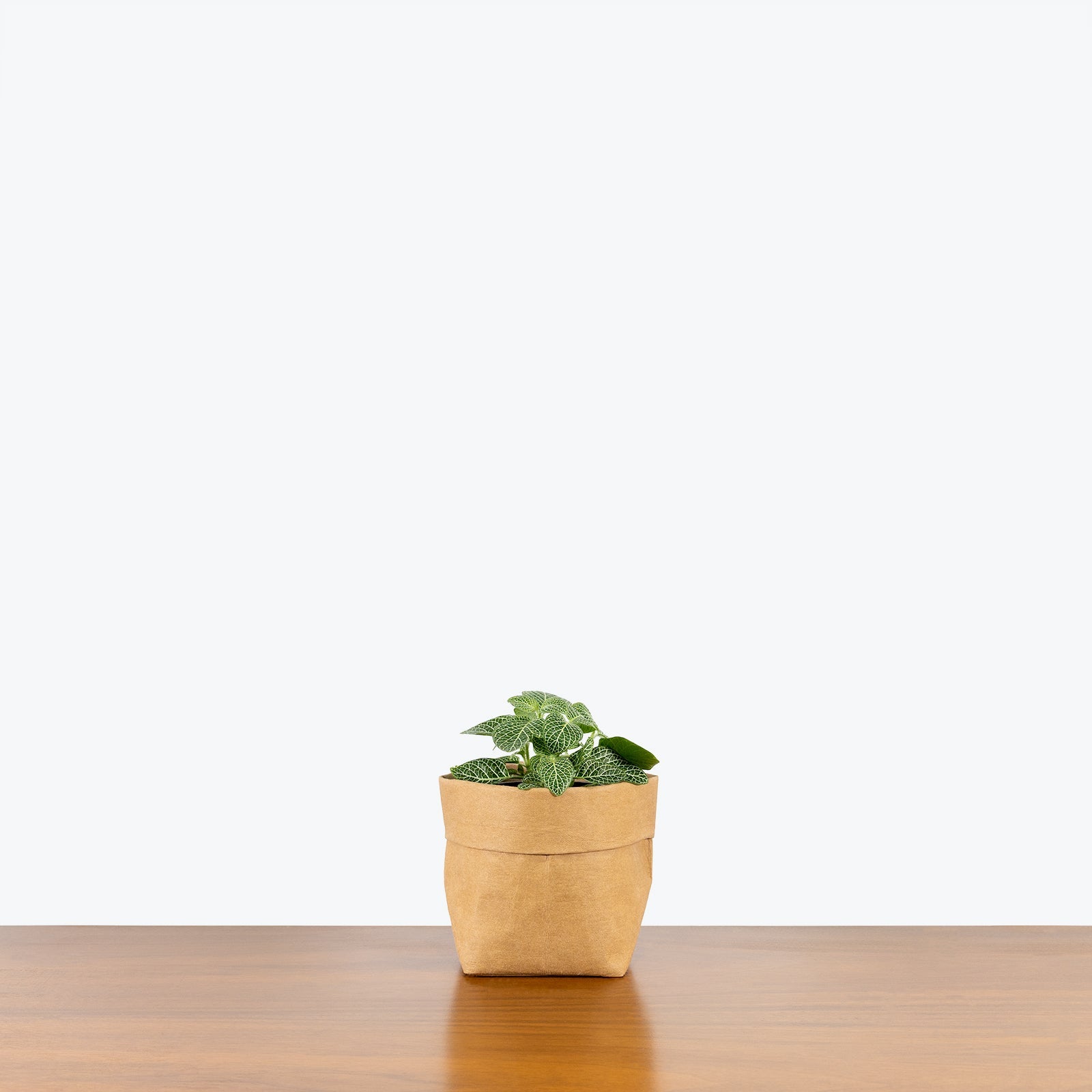 Fittonia Nerve Plants