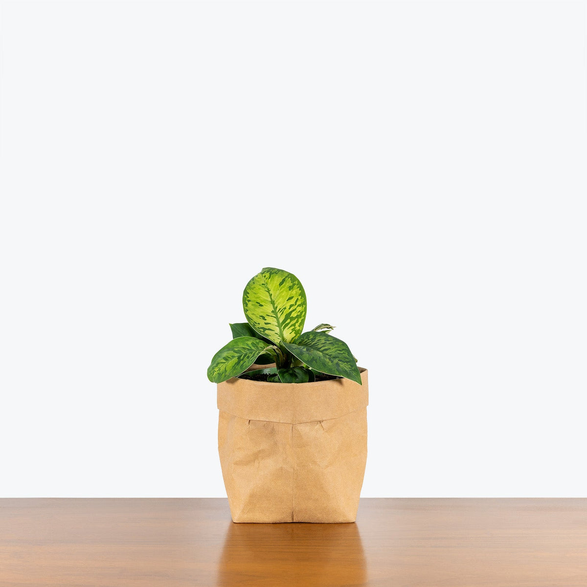 Homalomena Camouflage on a wooden table — Homalomena Plants at JOMO Studio