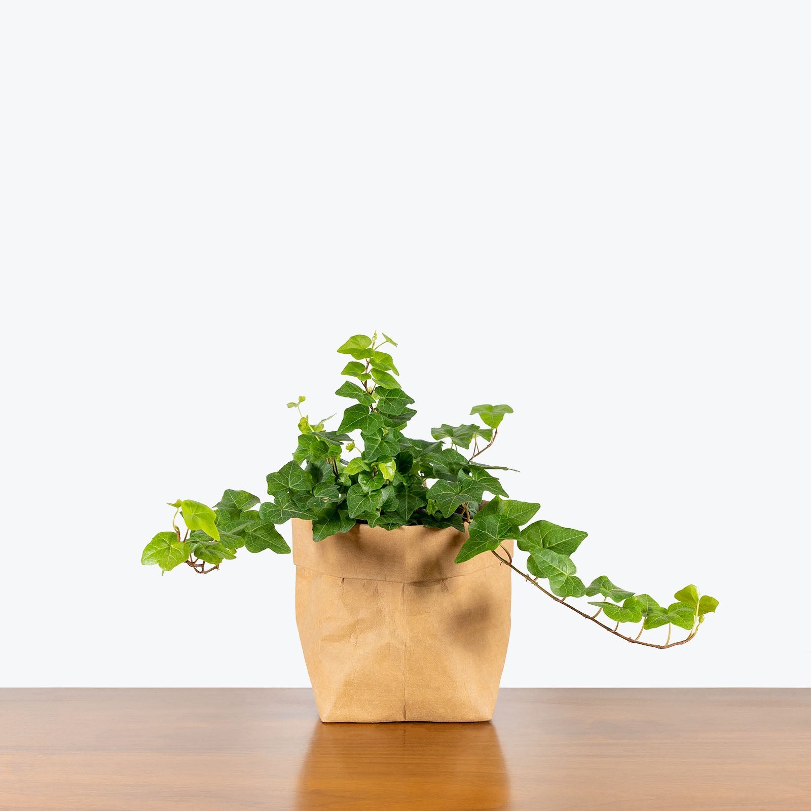 Elegant Ivy Plants | Classic Beauty for Your Indoor Space | JOMO Studio