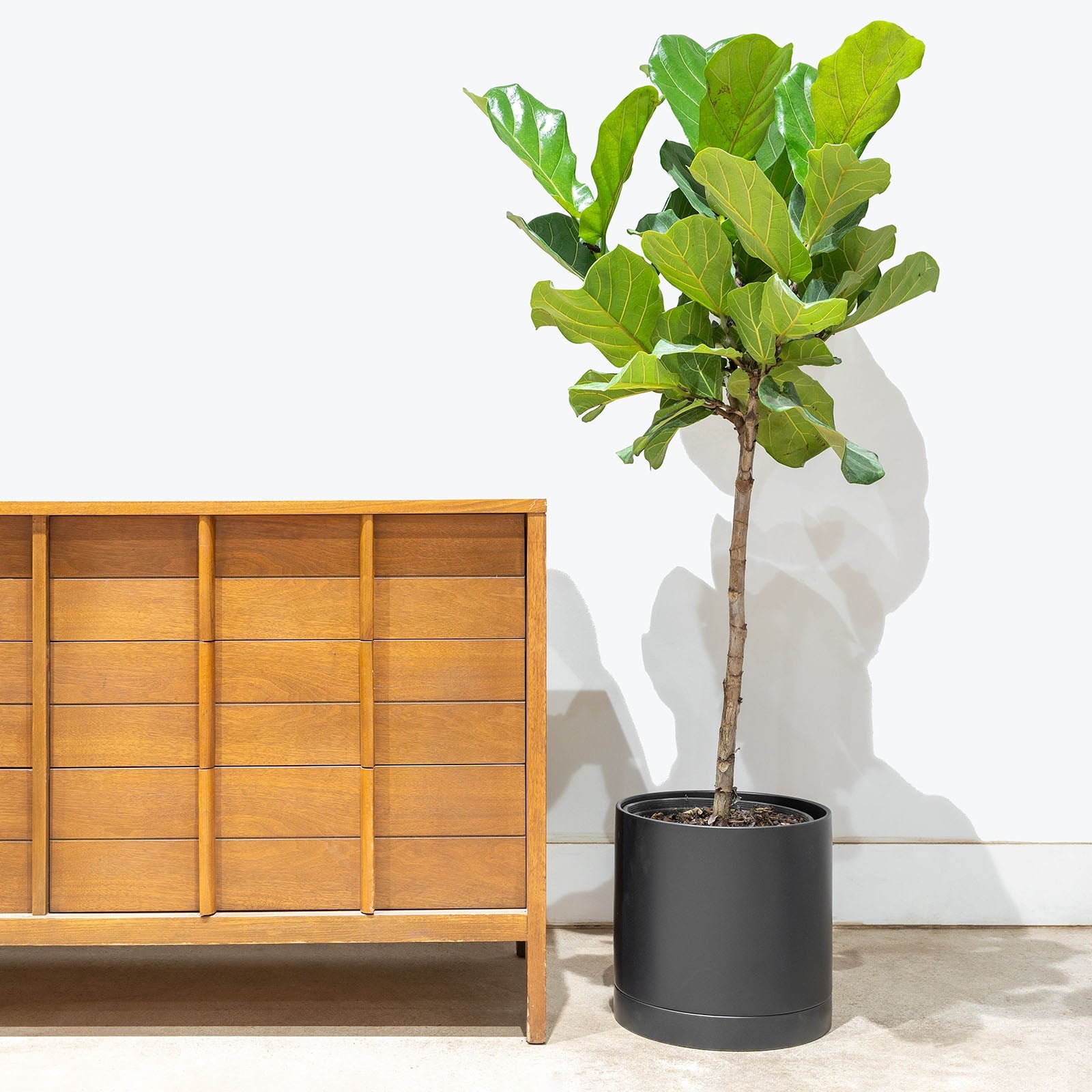Fiddle Leaf Fig