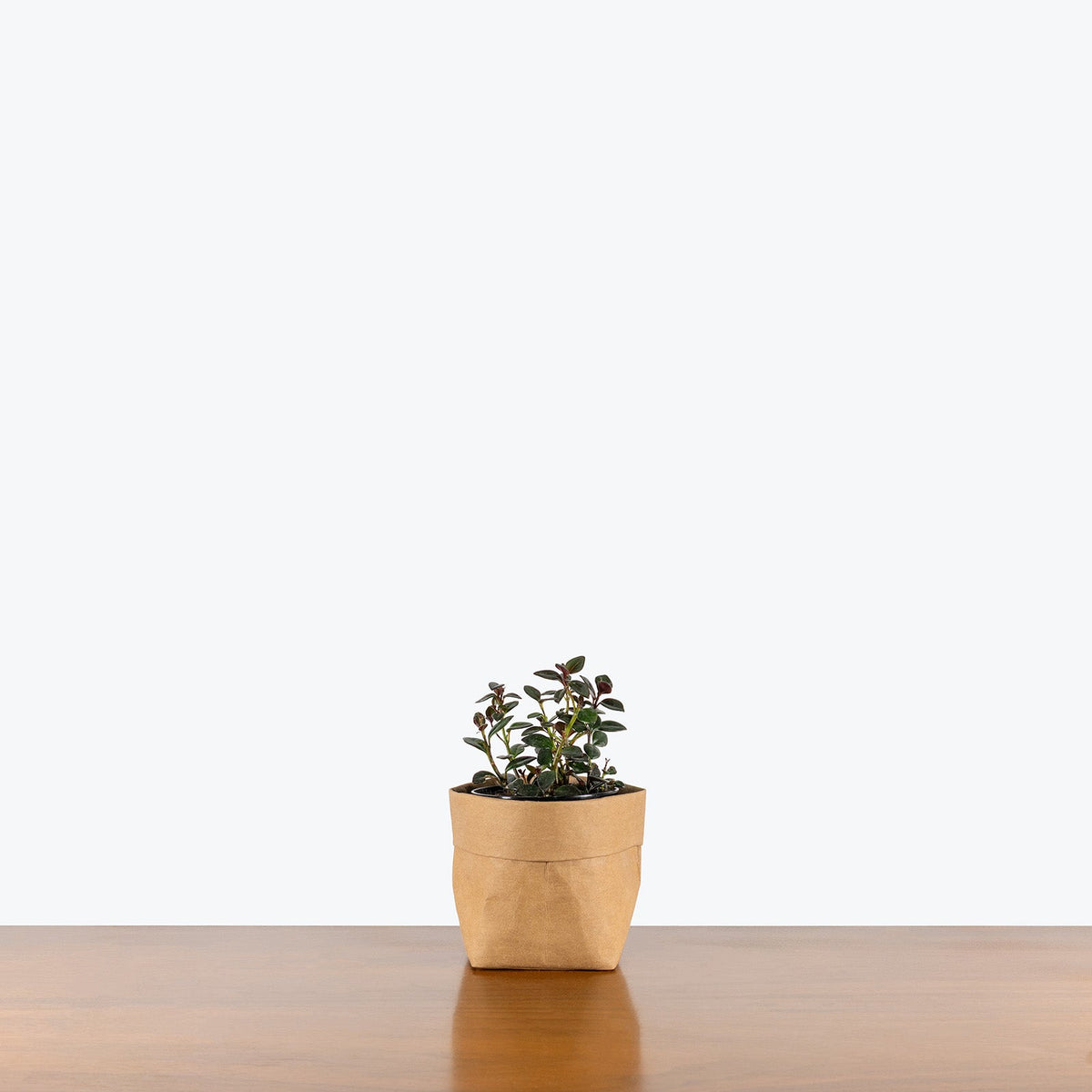 Nematanthus Gregarius on a wooden table — Goldfish Plants at JOMO Studio