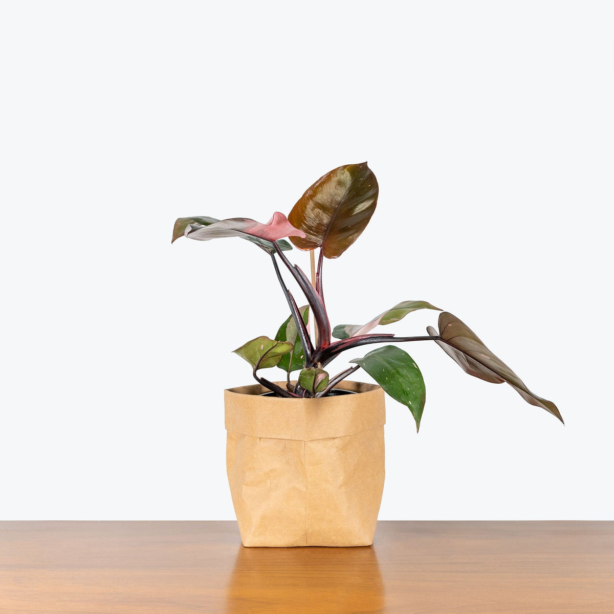 philodendron royal Philodendron ‘Royal Queen’ main image 0