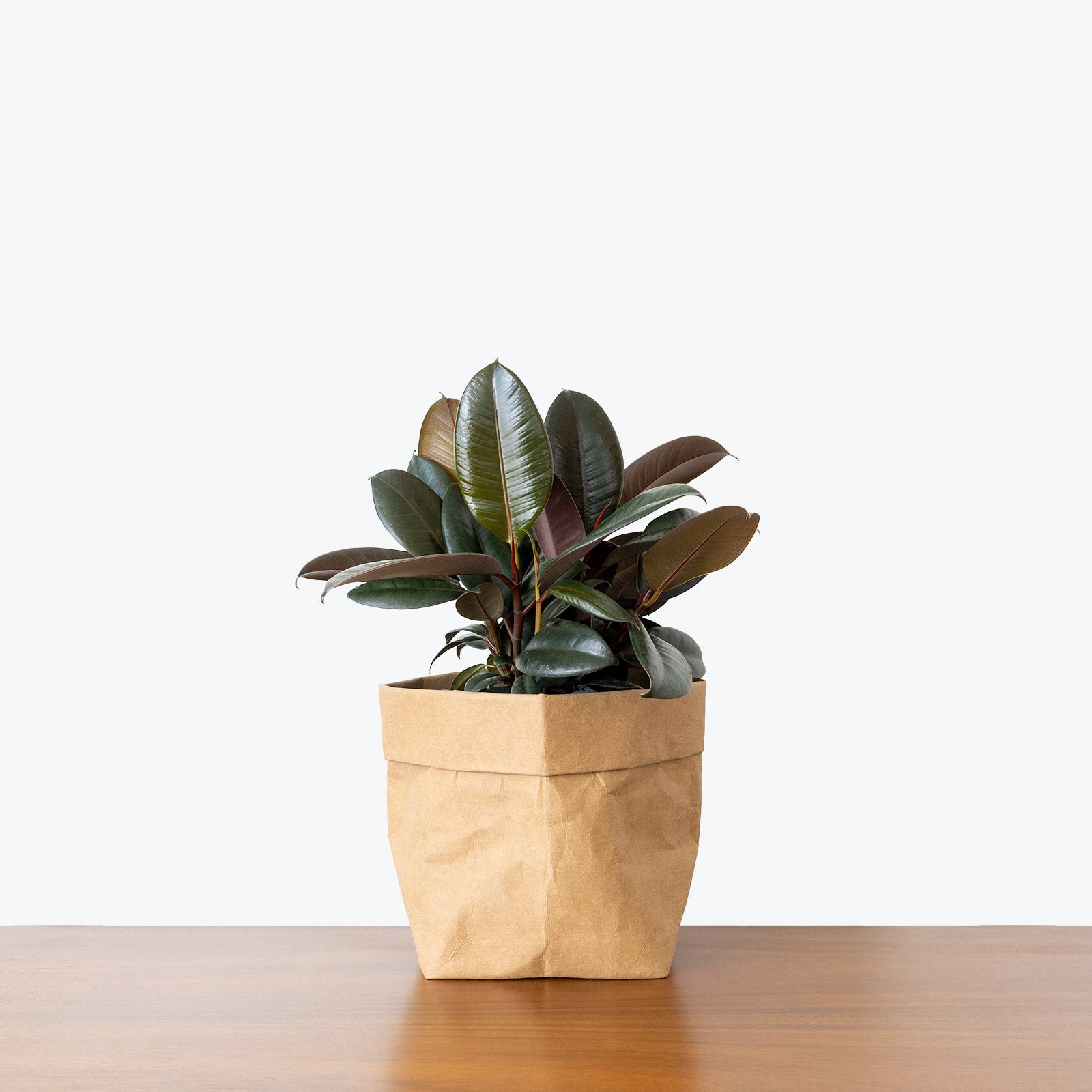 Rubber Plants