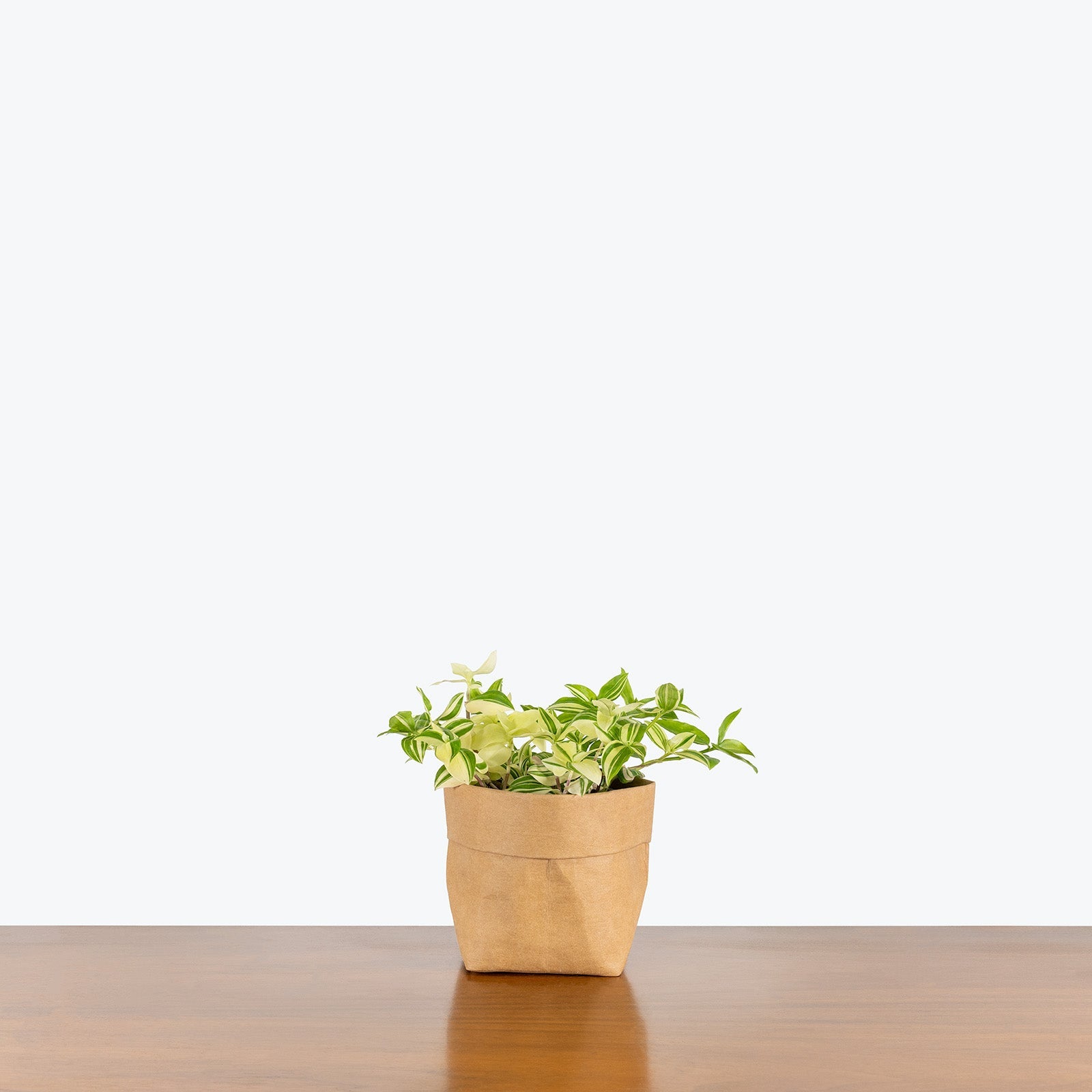 Tradescantia Plants