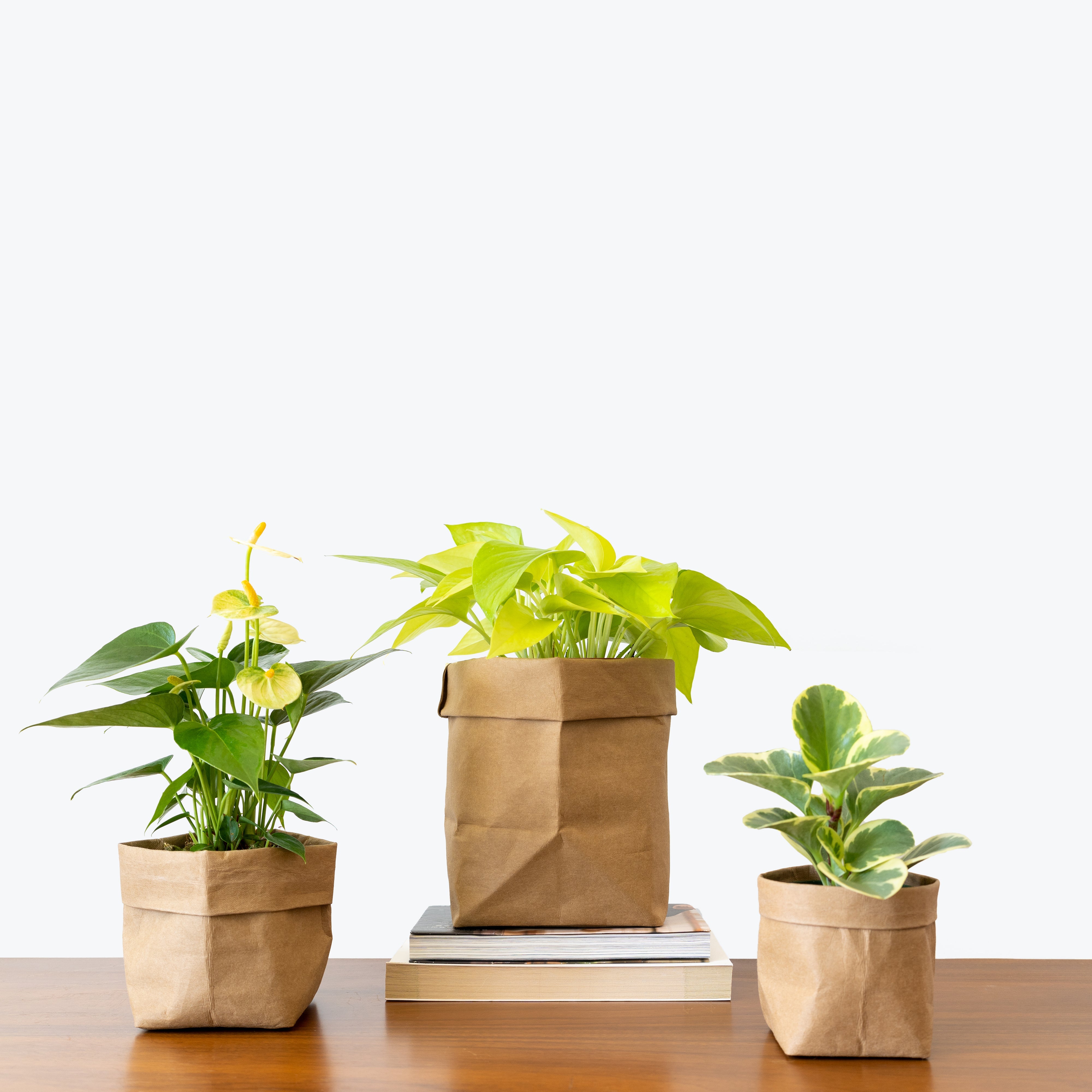 Indoor House Plants - House Plant Delivery Toronto - JOMO Studio