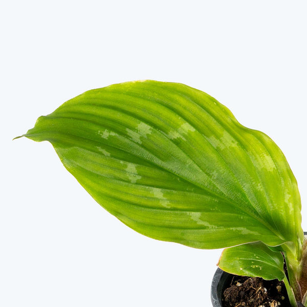 Kaempferia Pulchra Shazam - Peacock Ginger - House Plants Delivery Toronto - JOMO Studio