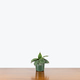 Agave Blue — 4" Pot