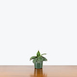 Agave Blue - House Plants Delivery Toronto - JOMO Studio