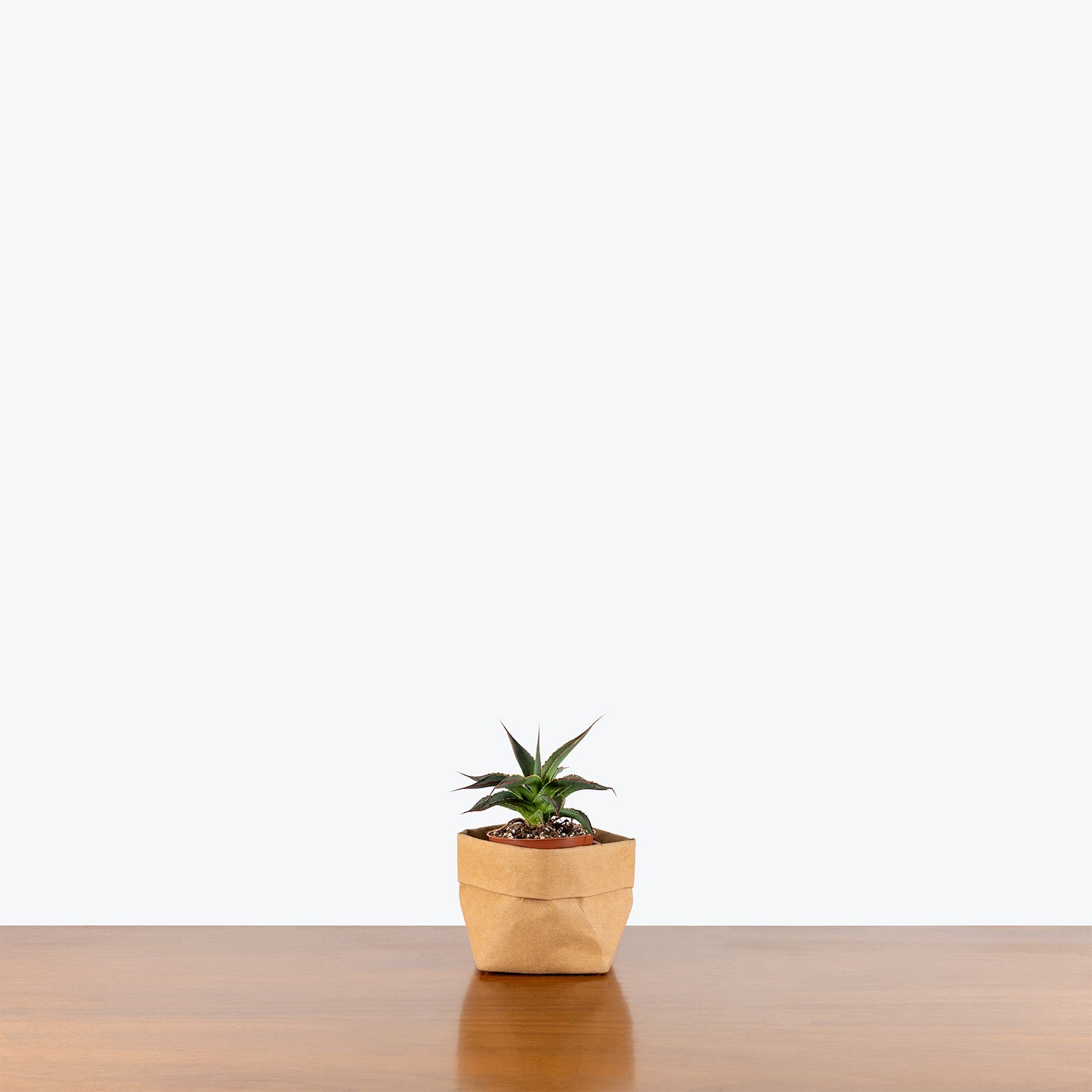Agave Blue Glow | Care Guide and Pro Tips - Delivery from Toronto across Canada - JOMO Studio
