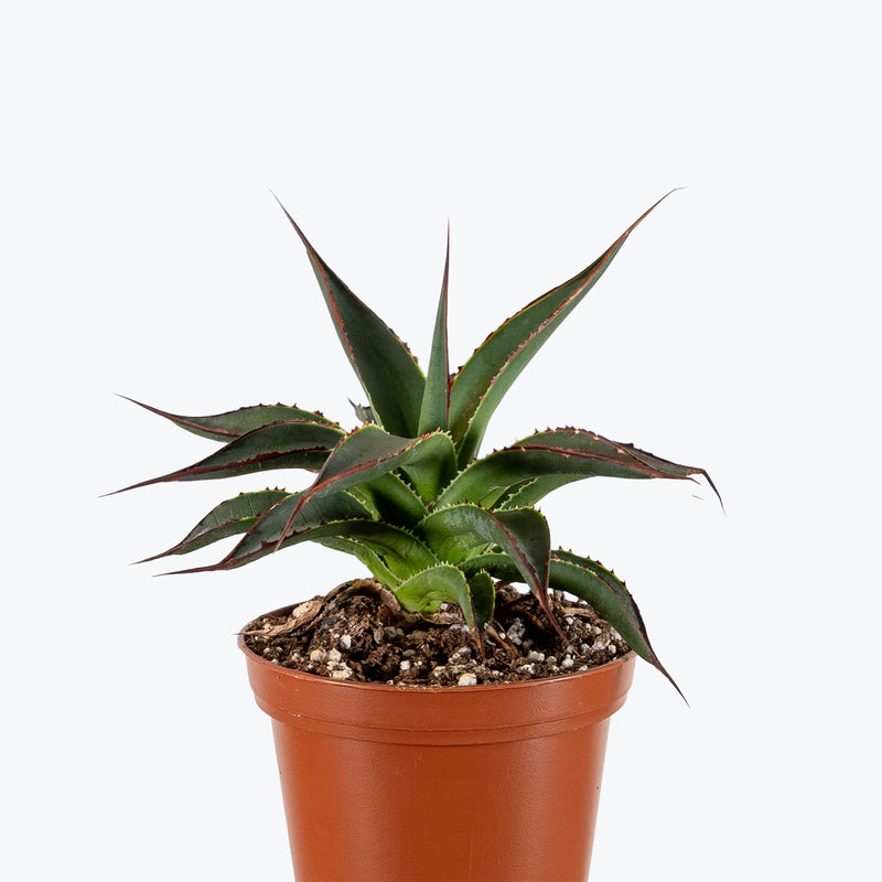 Agave Blue Glow | Care Guide and Pro Tips - Delivery from Toronto across Canada - JOMO Studio