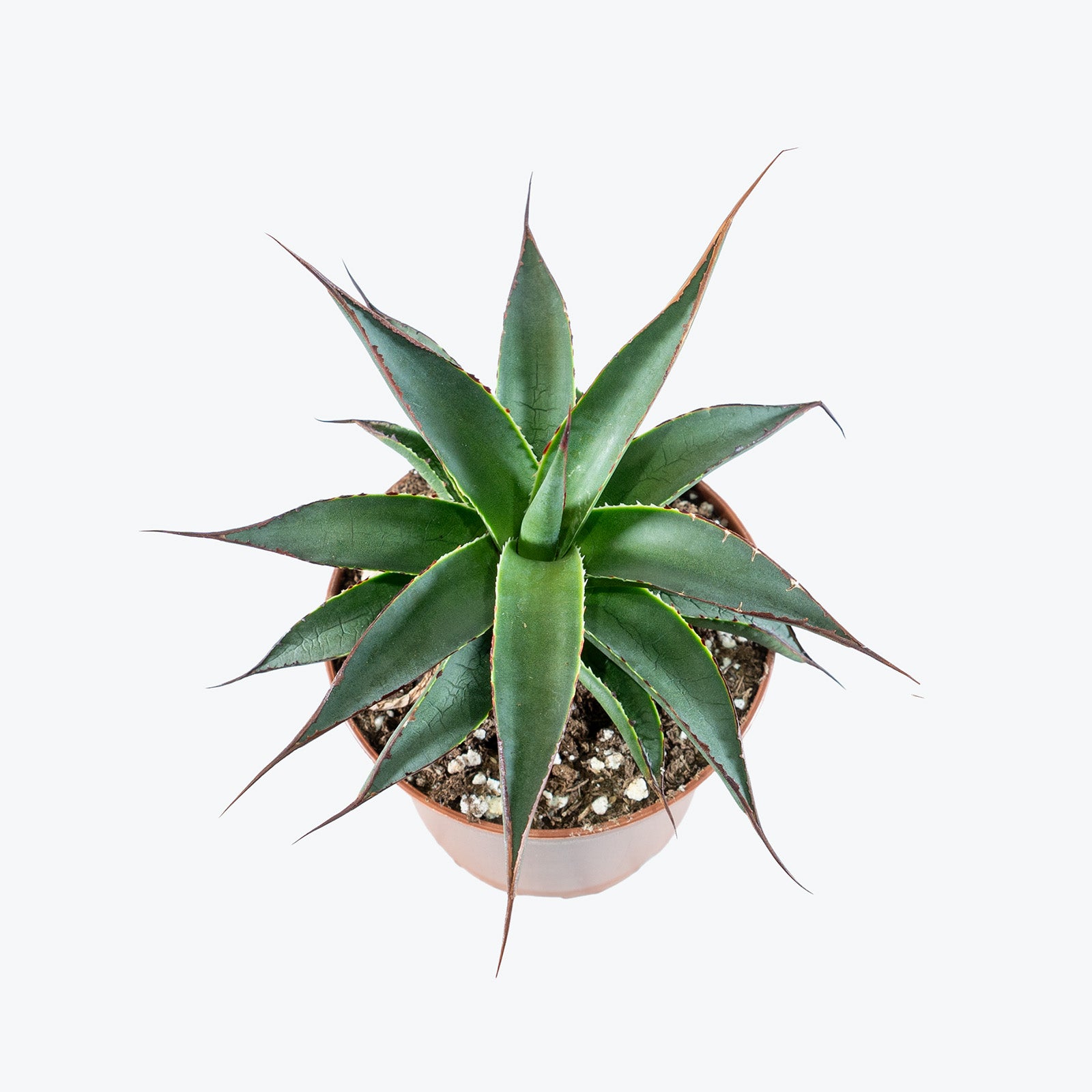 Agave Blue Glow | Care Guide and Pro Tips - Delivery from Toronto across Canada - JOMO Studio