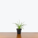 Agave Geminiflora — 4" Pot