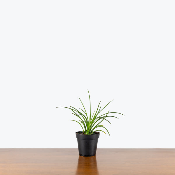 Agave Geminiflora | Care Guide and Pro Tips - Delivery from Toronto across  Canada