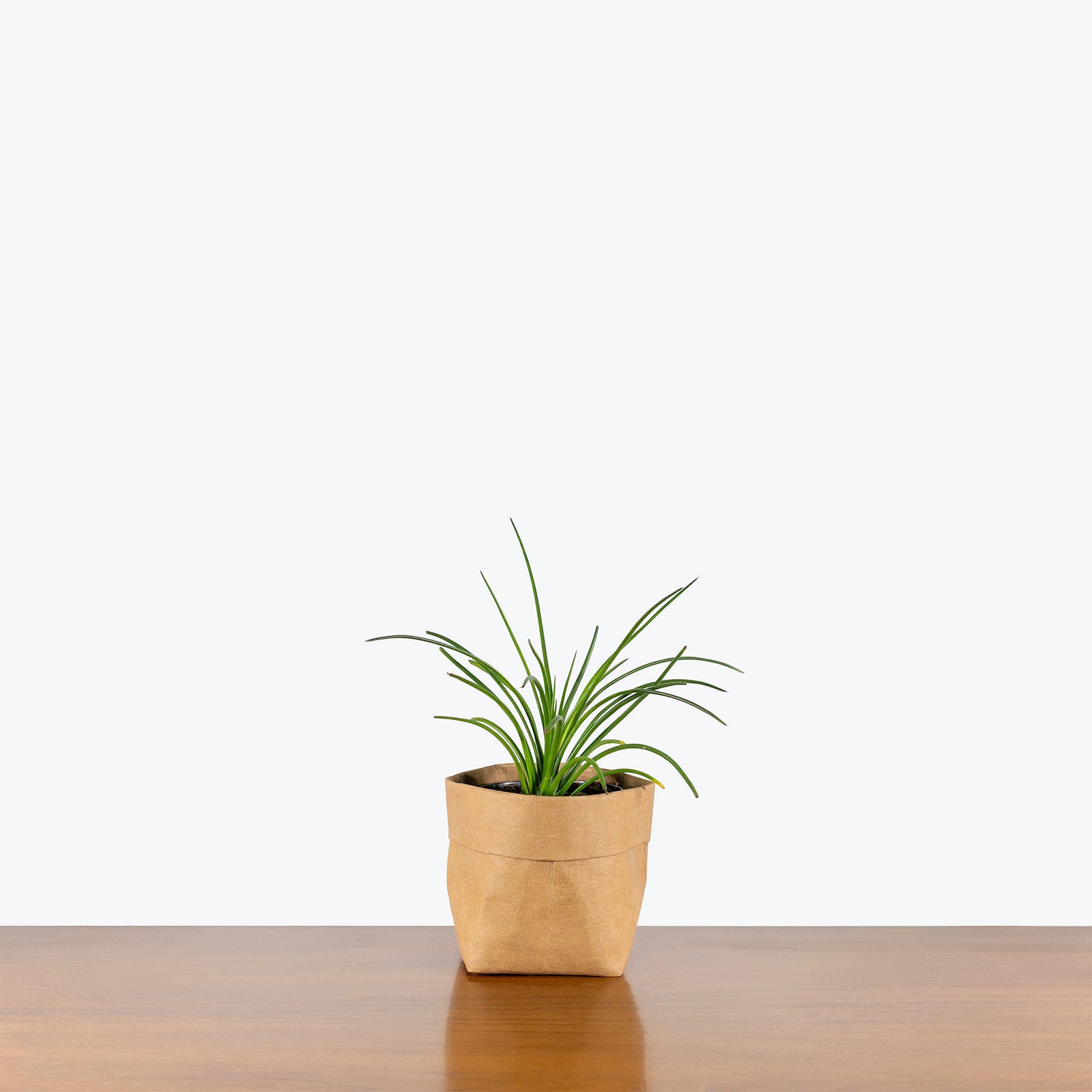 Agave Geminiflora | Care Guide and Pro Tips - Delivery from Toronto across Canada - JOMO Studio