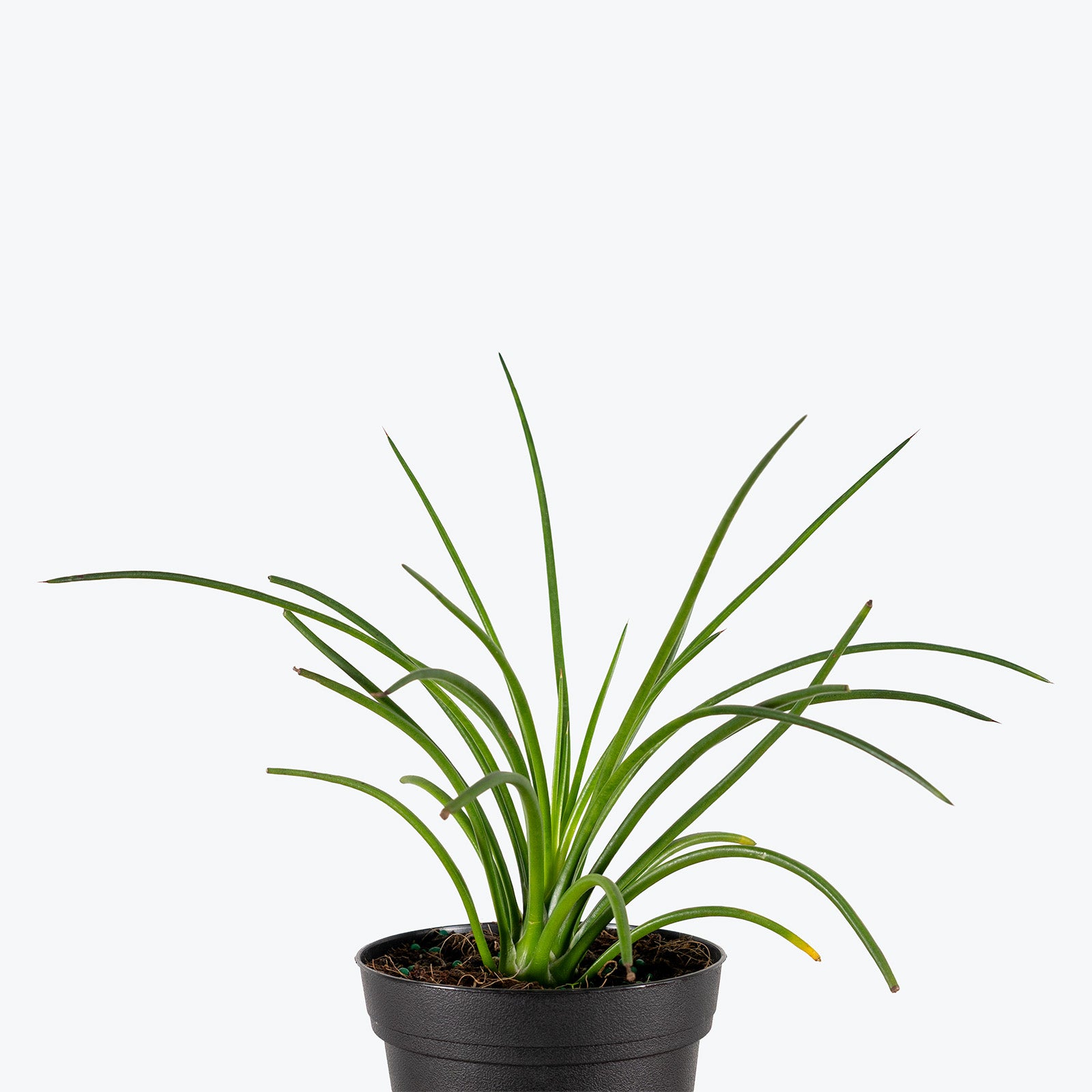 Agave Geminiflora | Care Guide and Pro Tips - Delivery from Toronto across Canada - JOMO Studio