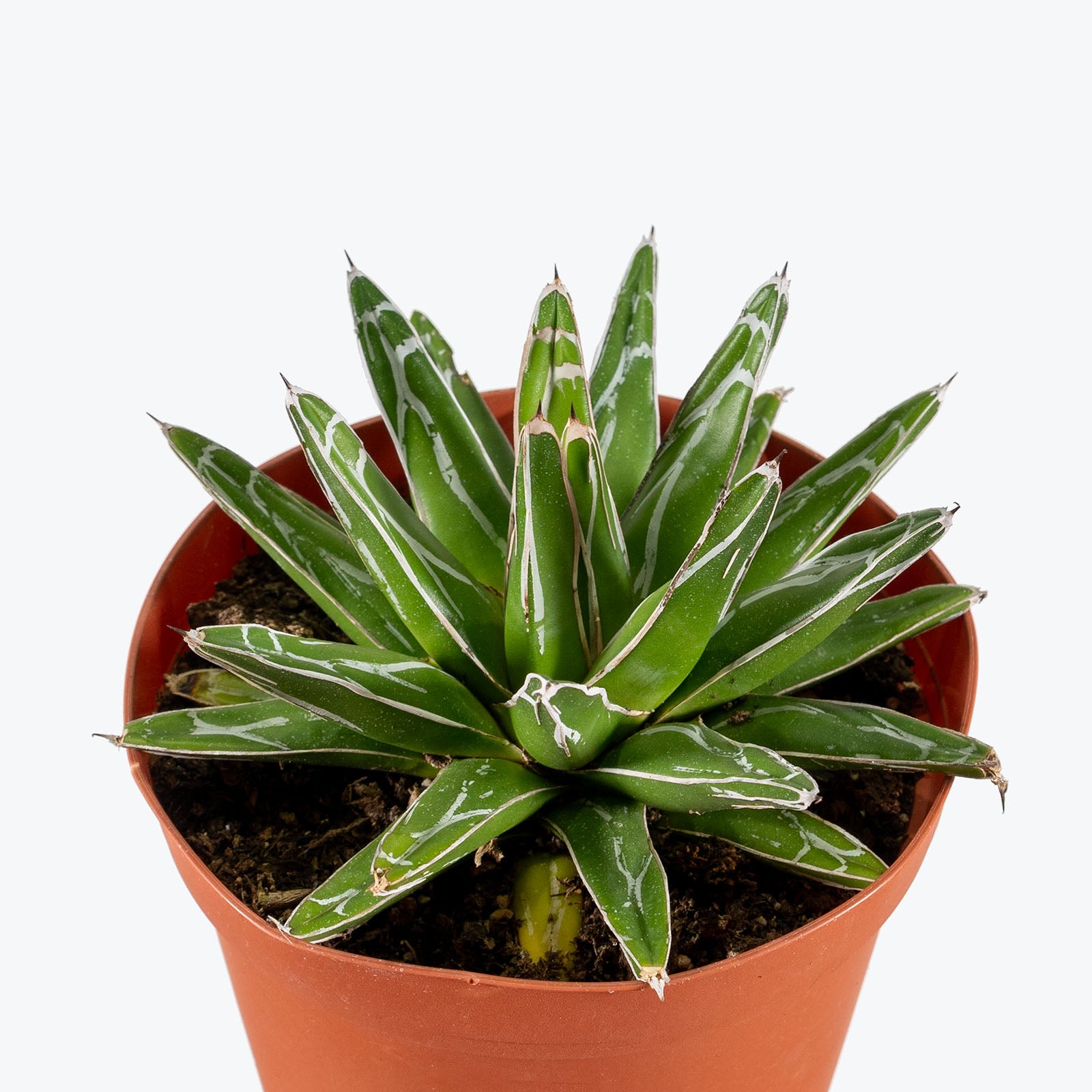 Agave Victoriae Reginae | Care Guide and Pro Tips - Delivery from Toronto across Canada - JOMO Studio