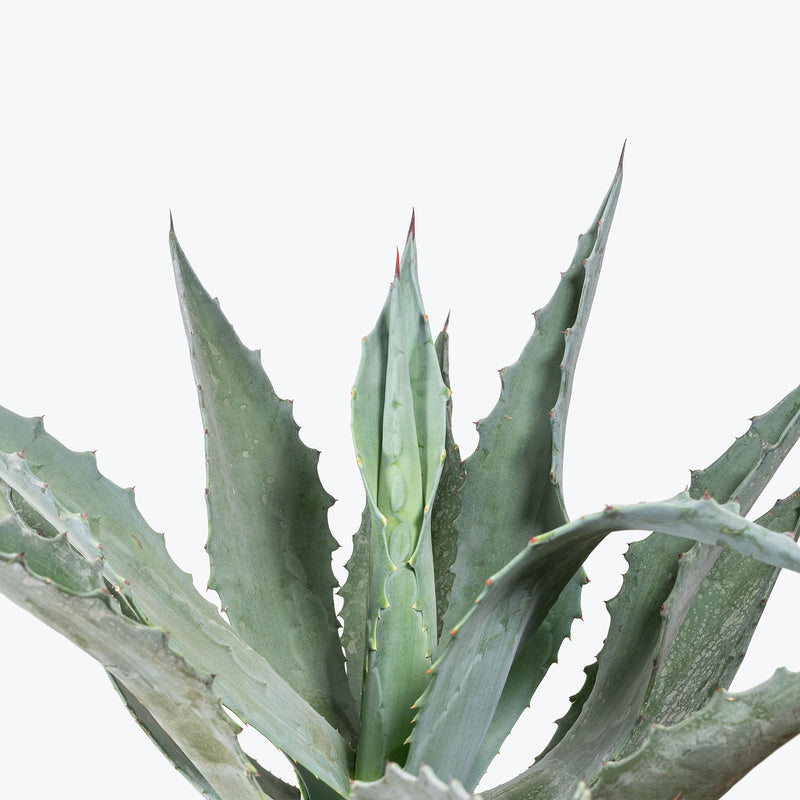 Agave Blue | Care Guide and Pro Tips - Delivery from Toronto across Canada - JOMO Studio