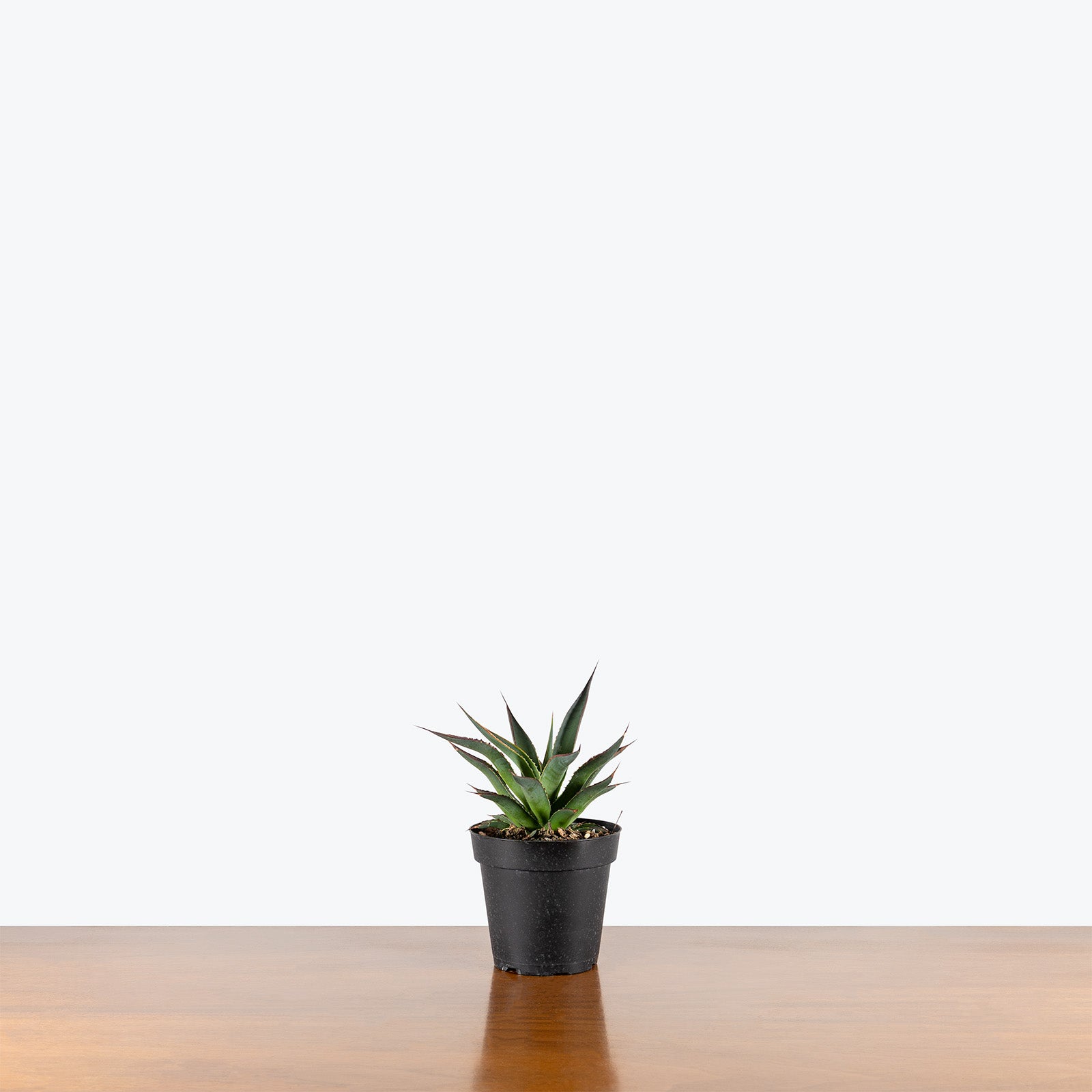 Agave Blue Glow | Care Guide and Pro Tips - Delivery from Toronto across Canada - JOMO Studio