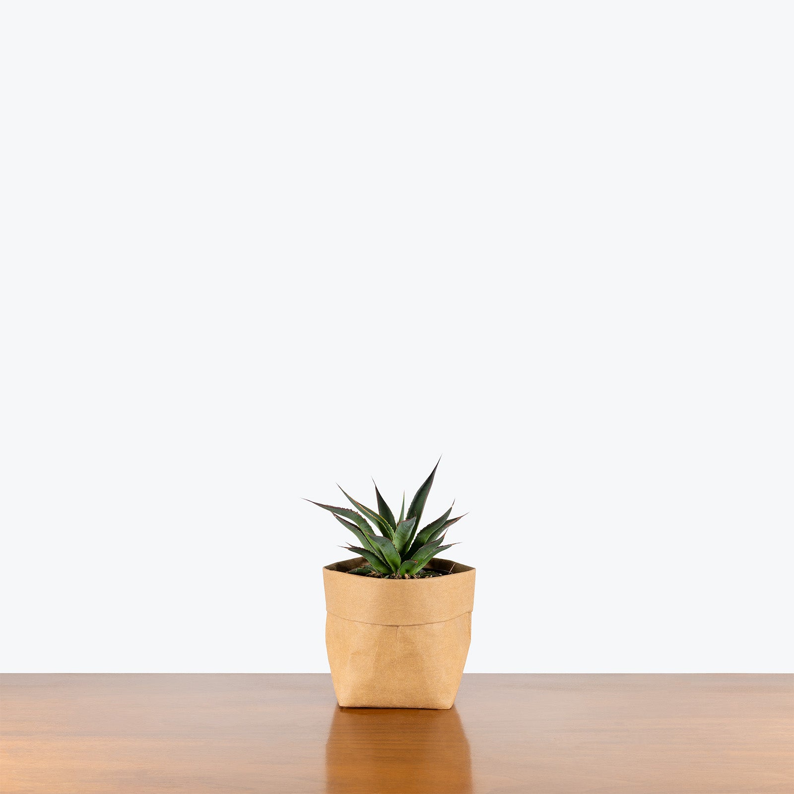 Agave Blue Glow | Care Guide and Pro Tips - Delivery from Toronto across Canada - JOMO Studio