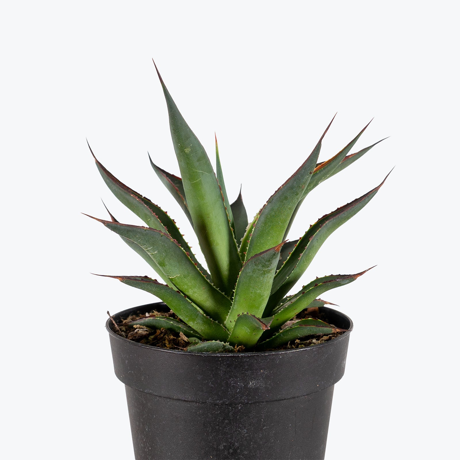 Agave Blue Glow | Care Guide and Pro Tips - Delivery from Toronto across Canada - JOMO Studio