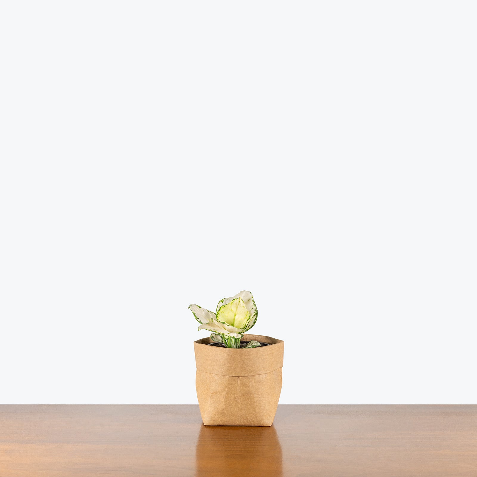 Aglaonema Beauty White | Air Purifying Easy Care Houseplants for Delivery | Care Guide and Pro Tips