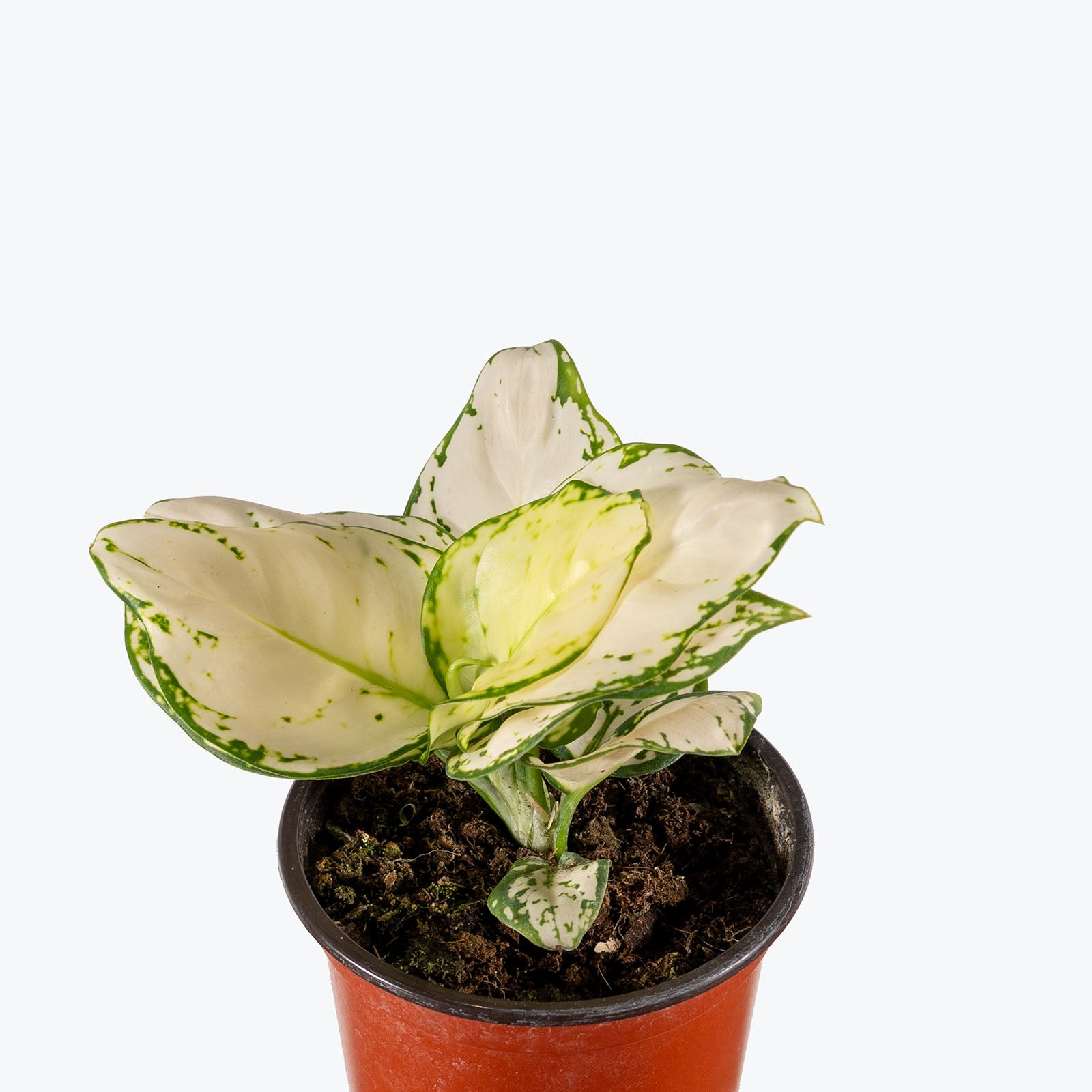 Aglaonema Beauty White | Air Purifying Easy Care Houseplants for Delivery | Care Guide and Pro Tips