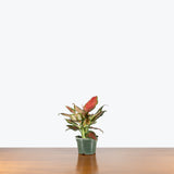 Aglaonema Black Maroon — 4" Pot