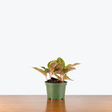 Aglaonema Chanel — 6" Pot