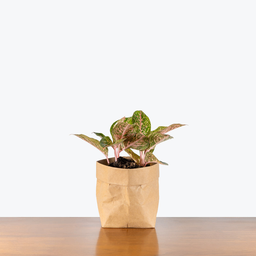 aglaonema symbolism Aglaonema Chanel | Air Purifying Easy Care Houseplants for Delivery
