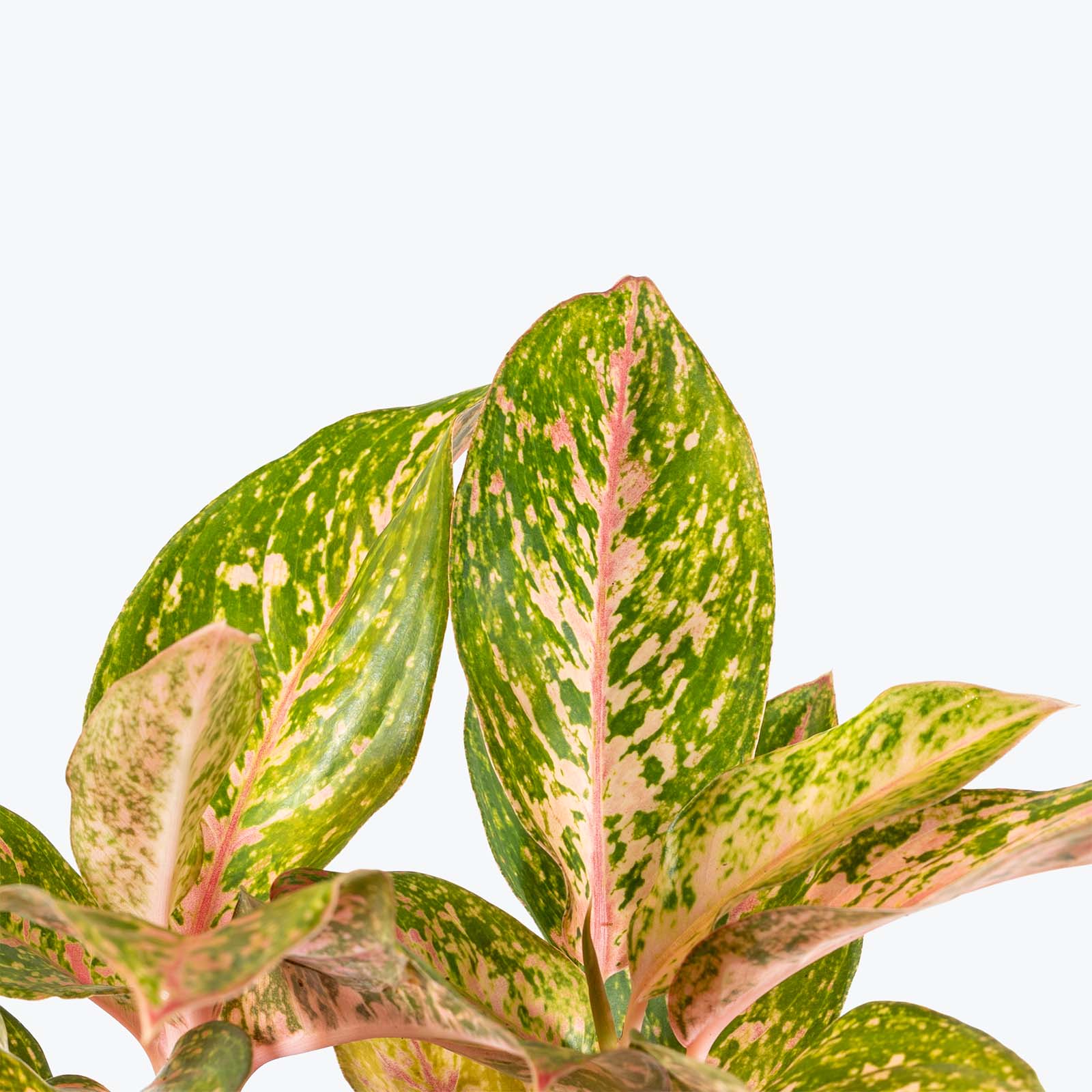 Aglaonema Chanel | Air Purifying Easy Care Houseplants for Delivery | Care Guide and Pro Tips