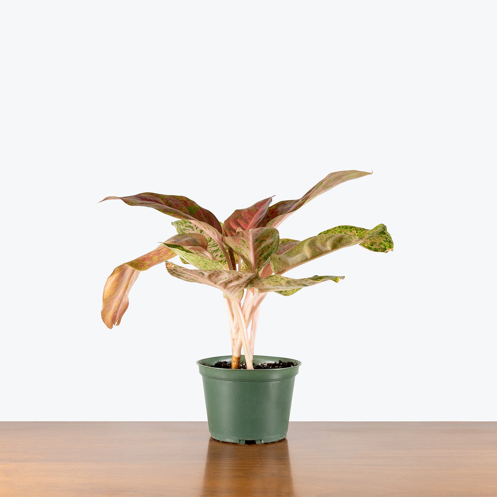 Aglaonema Dazzling Gem | Air Purifying Easy Care Houseplants for Delivery | Care Guide and Pro Tips