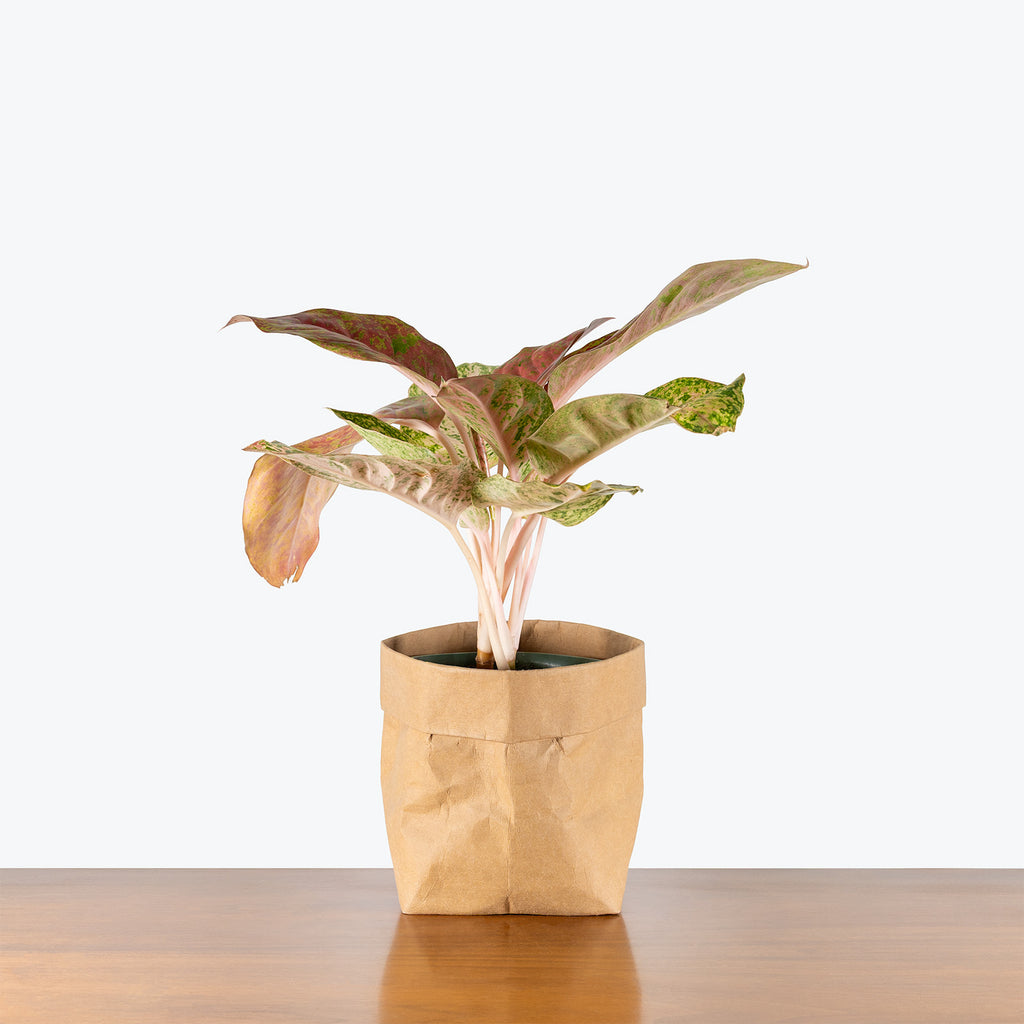Aglaonema Dazzling Gem | Air Purifying Easy Care Houseplants for Delivery