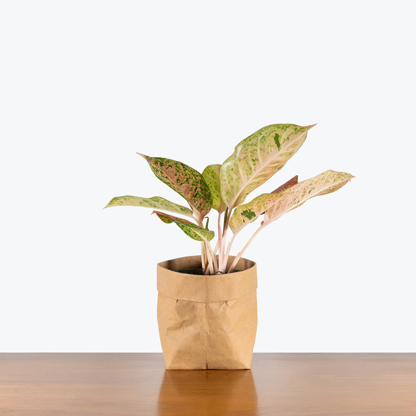 Aglaonema Dizzy Diamond | Care Guide and Pro Tips - Delivery from Toronto across Canada - JOMO Studio