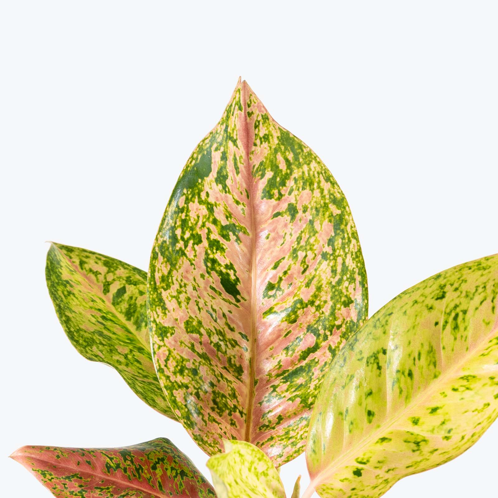 Aglaonema Dizzy Diamond | Care Guide and Pro Tips - Delivery from Toronto across Canada - JOMO Studio